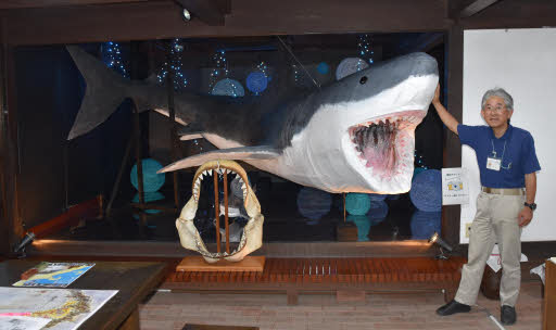 等身大サメ、22年前の恐怖再現 光ふるさと郷土館が模型 | 中国新聞デジタル