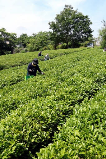 日本茶離れ 今は紅茶用 東広島の白市で茶摘み最盛期 中国新聞デジタル